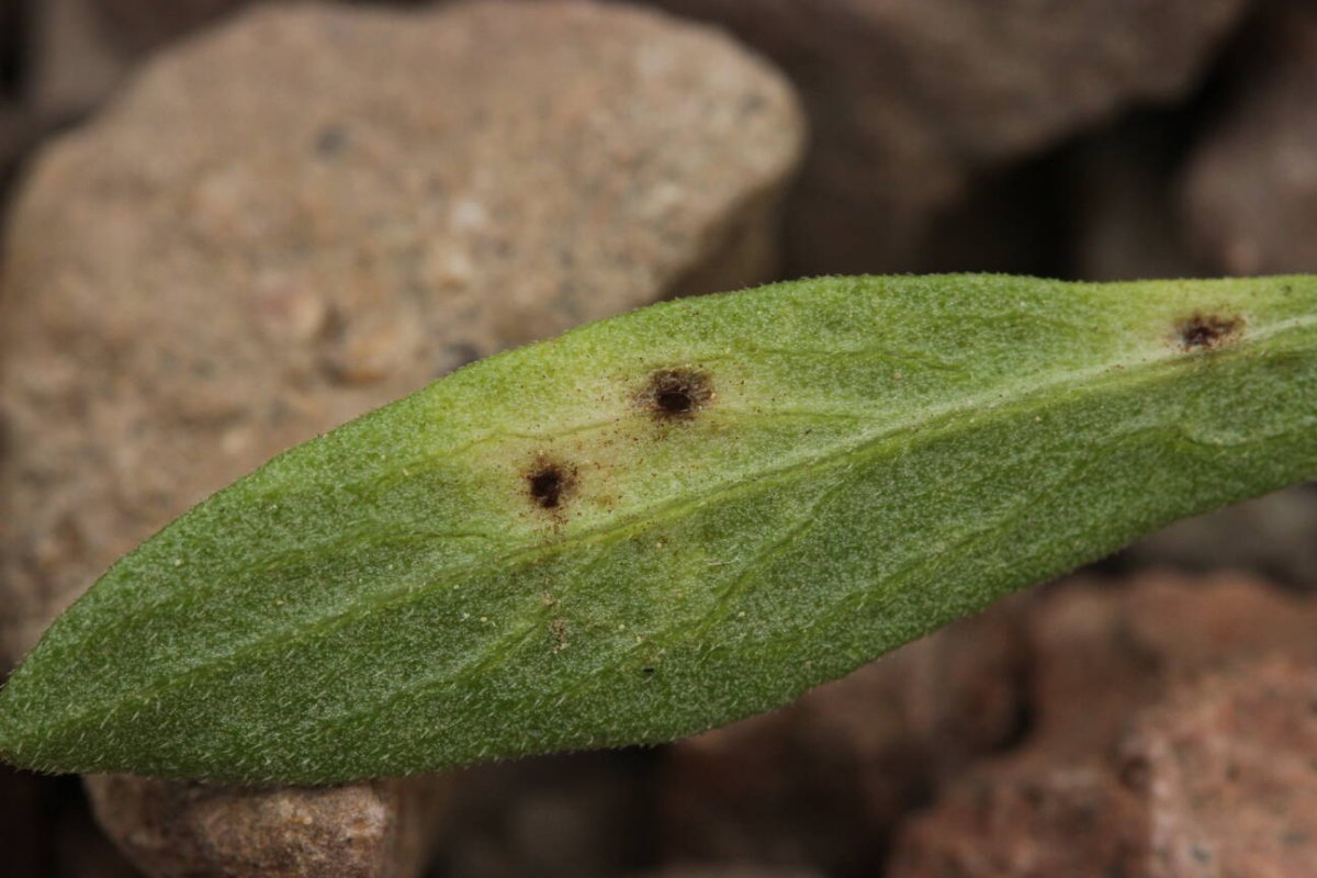 Bad Münster-0019.jpg