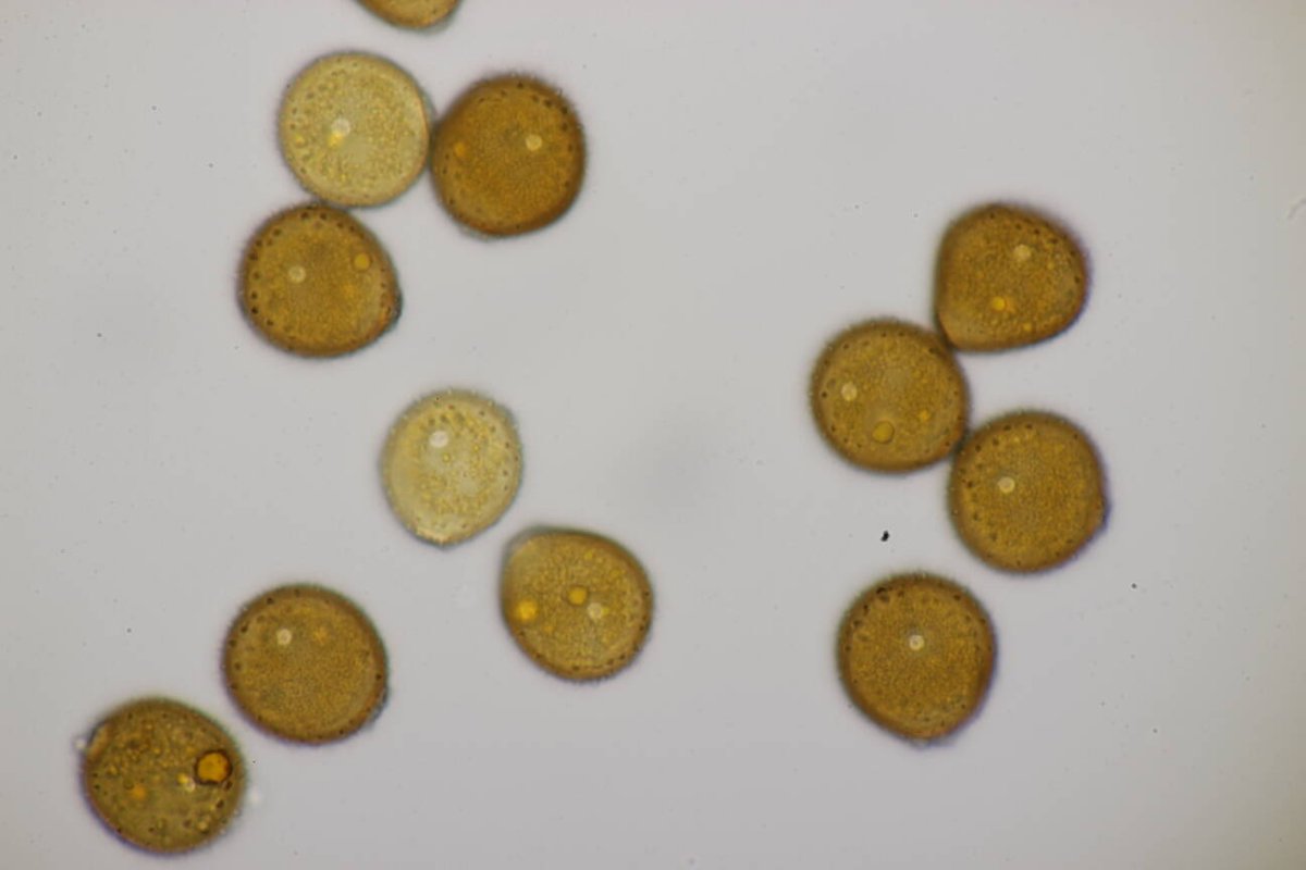 Bad Münster-0193.jpg