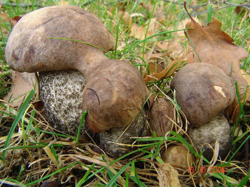 Birkenpilze mit zusammengewachsenen Hüten