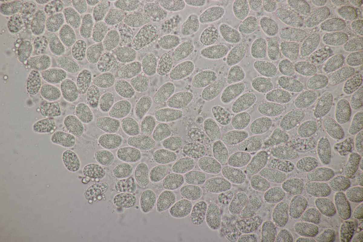 Bad Münster-0180.jpg