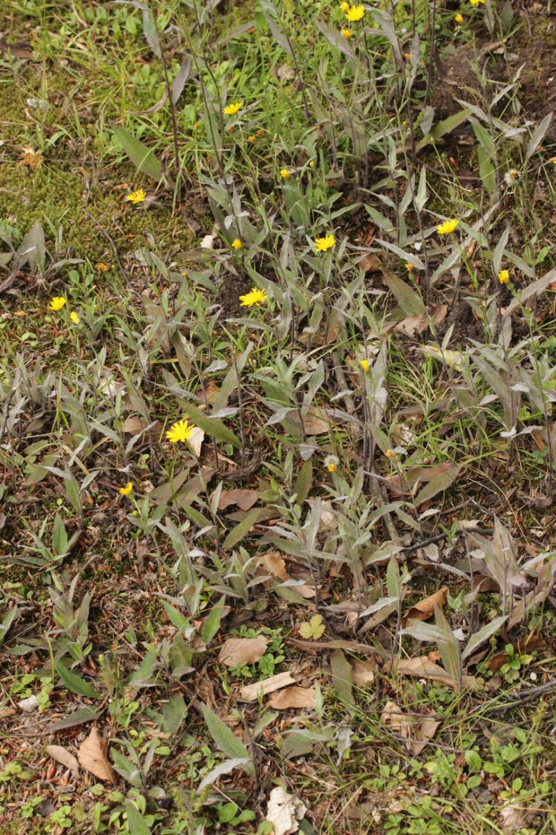 Waldfriedhof Duisburg-0005.jpg