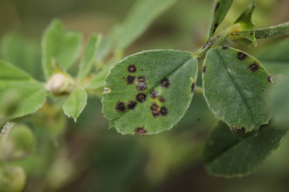 Waldfriedhof Duisburg-0011.jpg