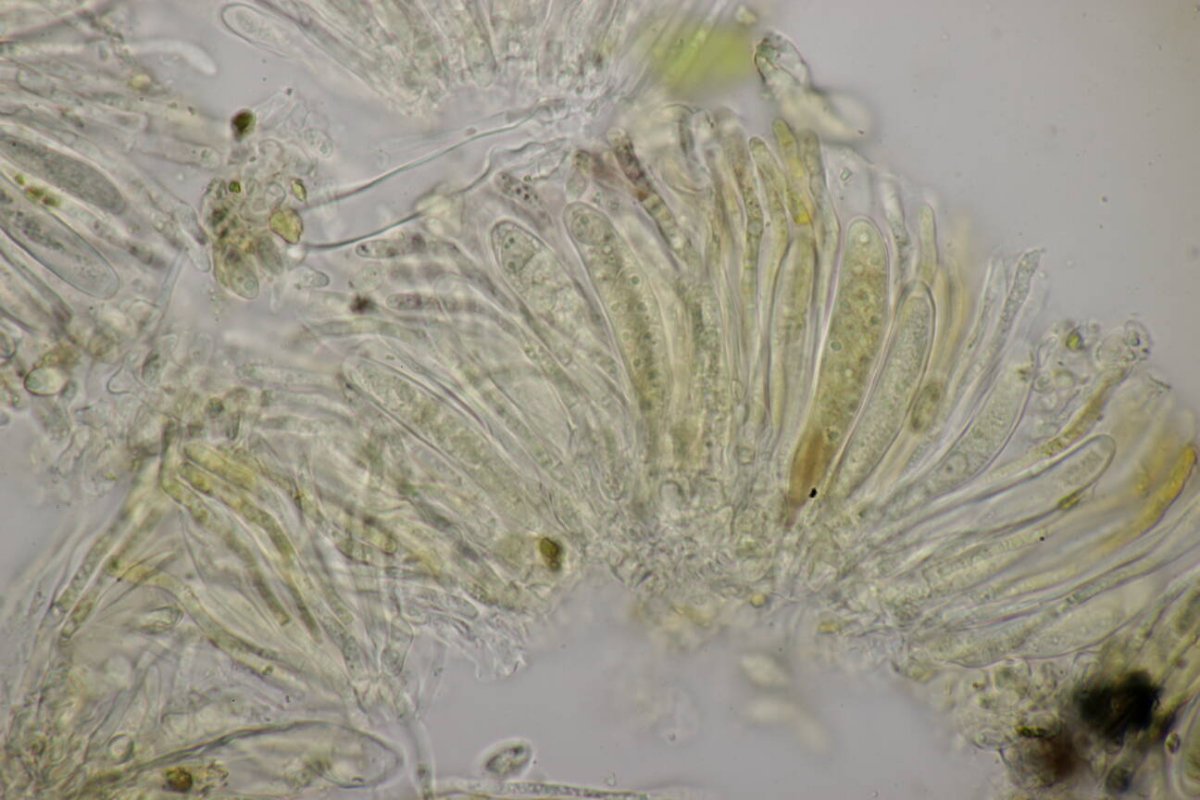 Waldfriedhof Duisburg-0059.jpg