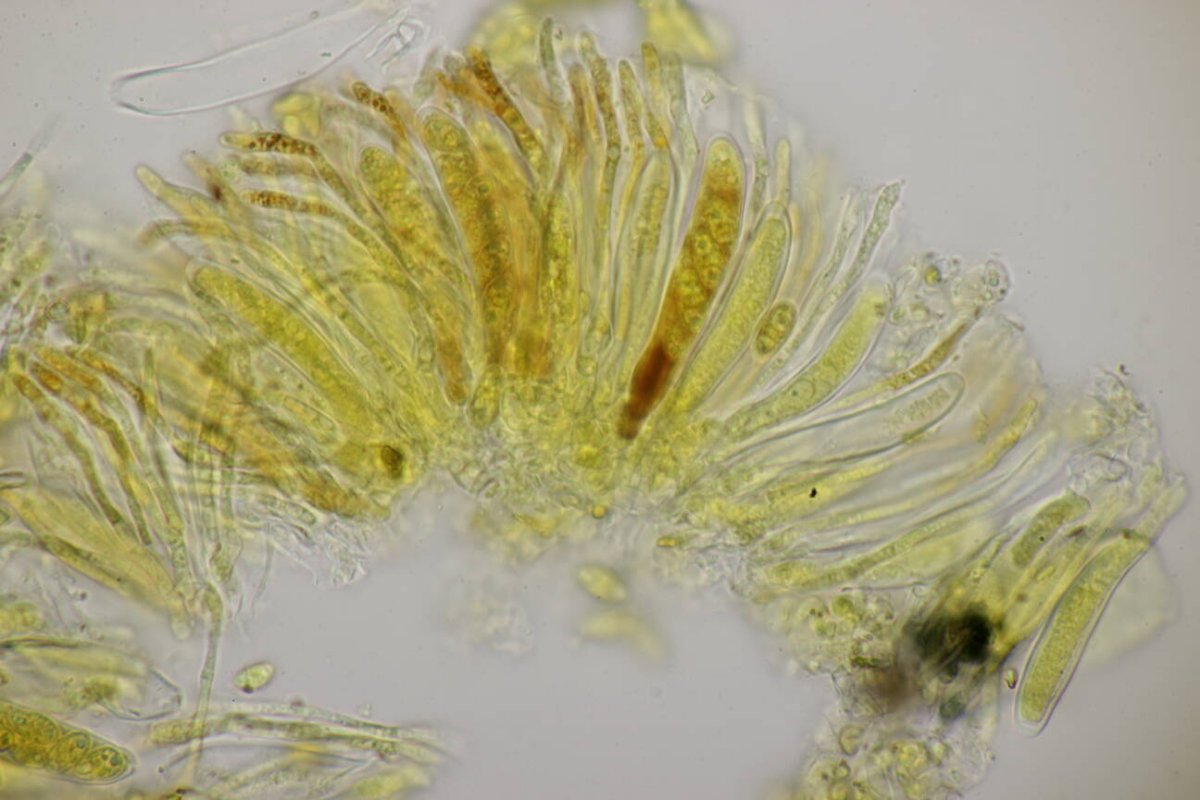 Waldfriedhof Duisburg-0060.jpg