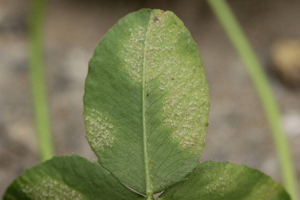 Waldfriedhof Duisburg-0020.jpg