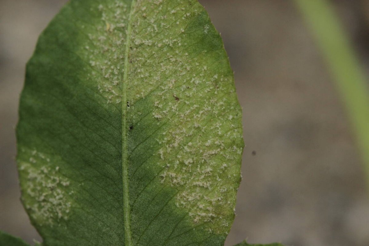 Waldfriedhof Duisburg-0021.jpg