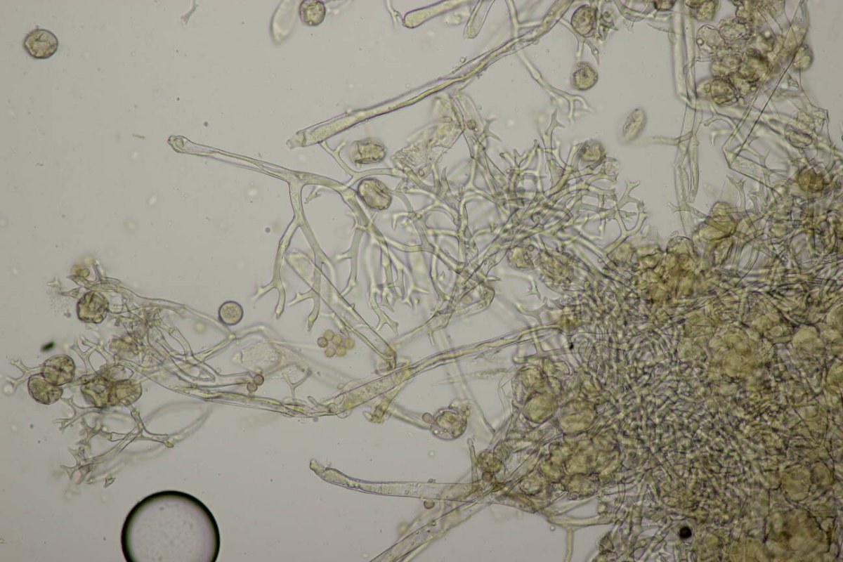 Waldfriedhof Duisburg-0048.jpg