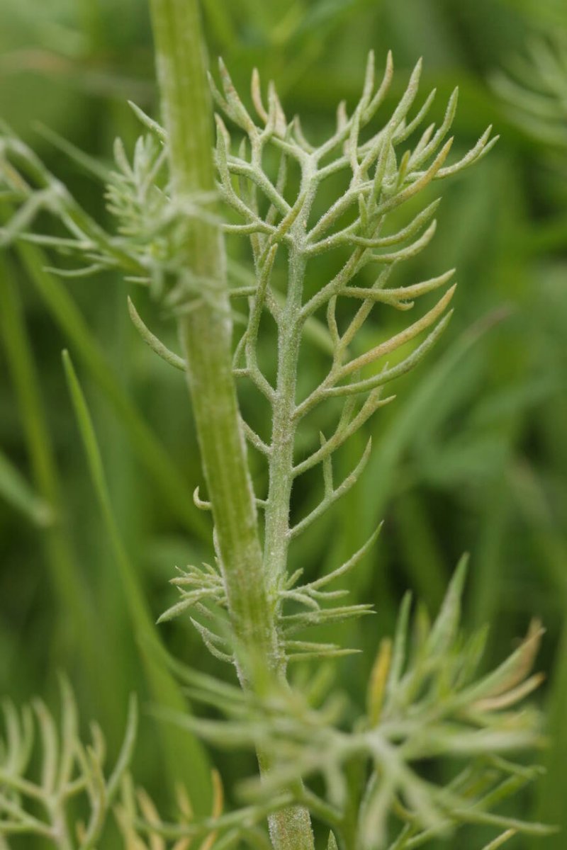 Waldfriedhof Duisburg-0027.jpg
