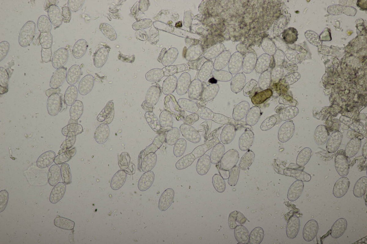 Waldfriedhof Duisburg-0051.jpg