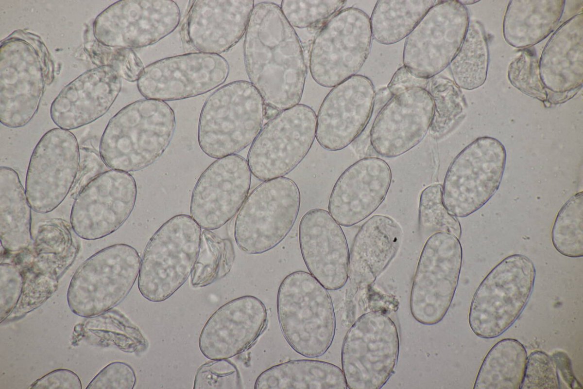 Waldfriedhof Duisburg-0052.jpg