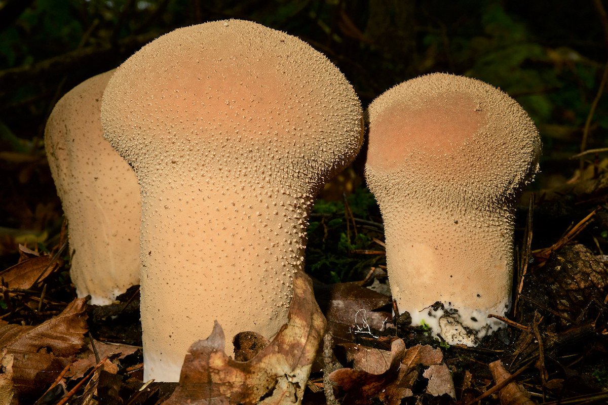 Lycoperdon_excipuliforme.jpg