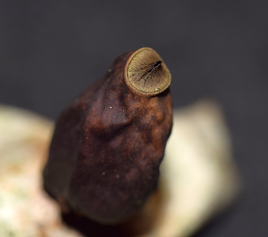 Geastrum sp 11.JPG