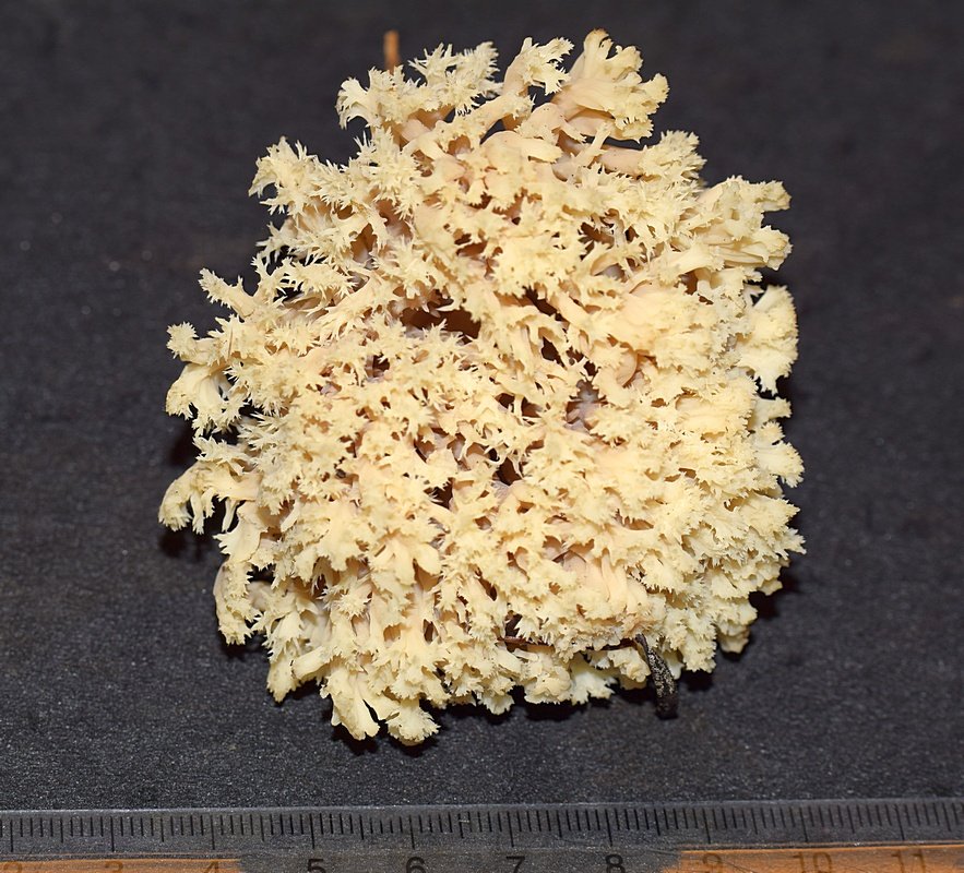 Clavulina coralloides 01.JPG