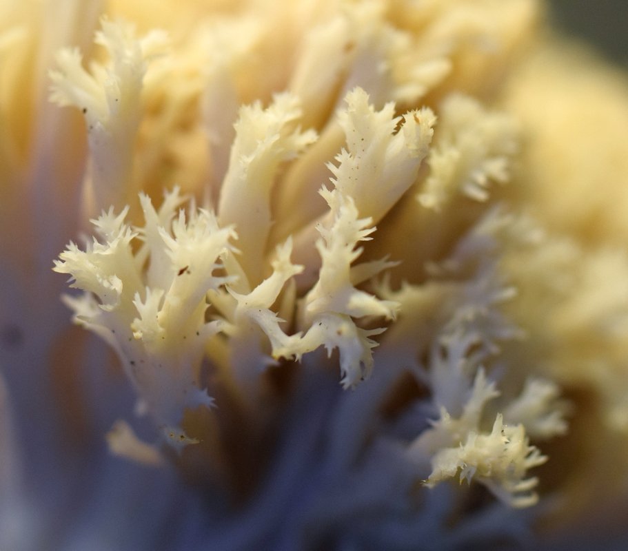 Clavulina coralloides 11.JPG