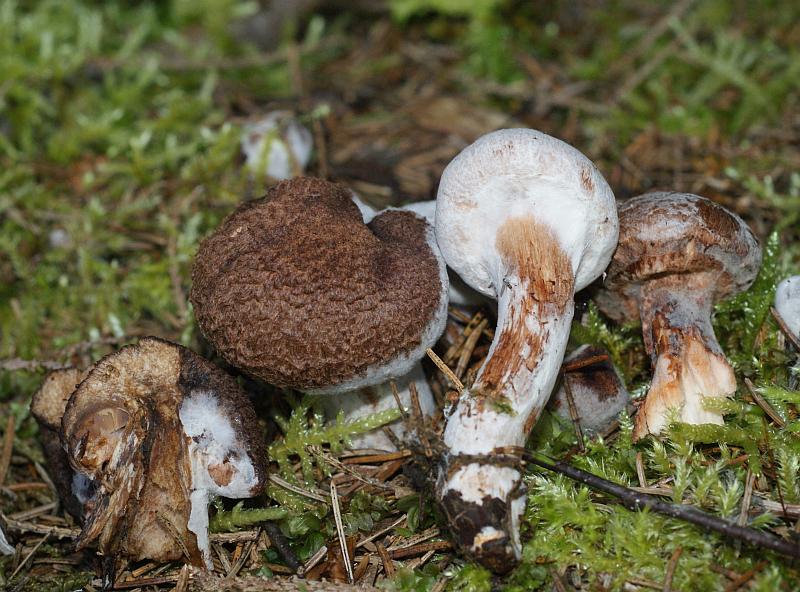 1. 2009-09-22 #9844-f Schleierling.jpg