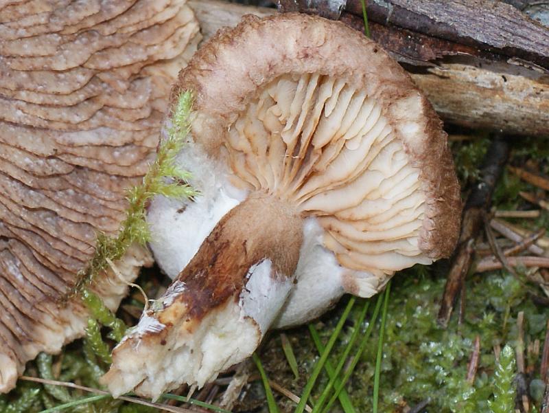 3. 2009-09-22 #9845-w1 Schleierling.jpg