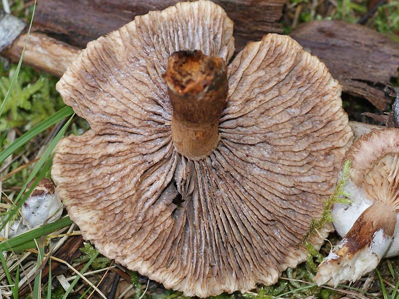 4. 2009-09-22 #9845-w2 Schleierling.jpg