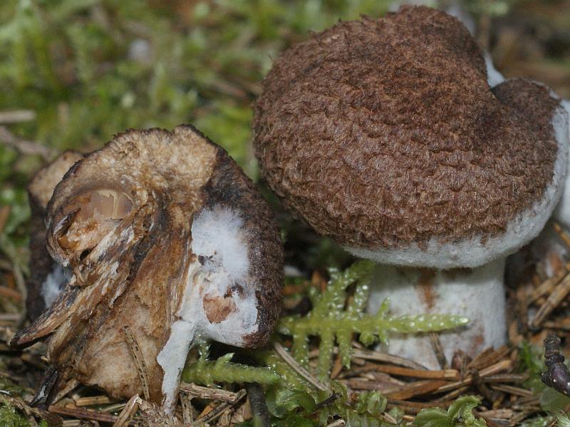 2. 2009-09-22 #9843-w Schleierling.jpg