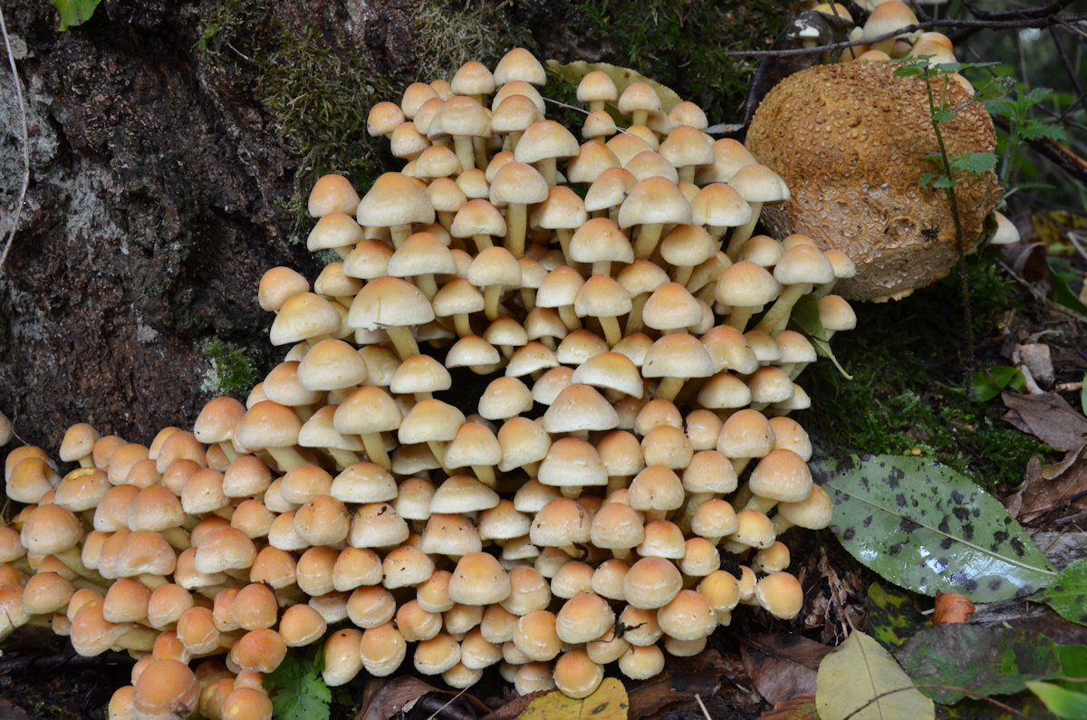 Hypholoma_fasciculare003.jpg