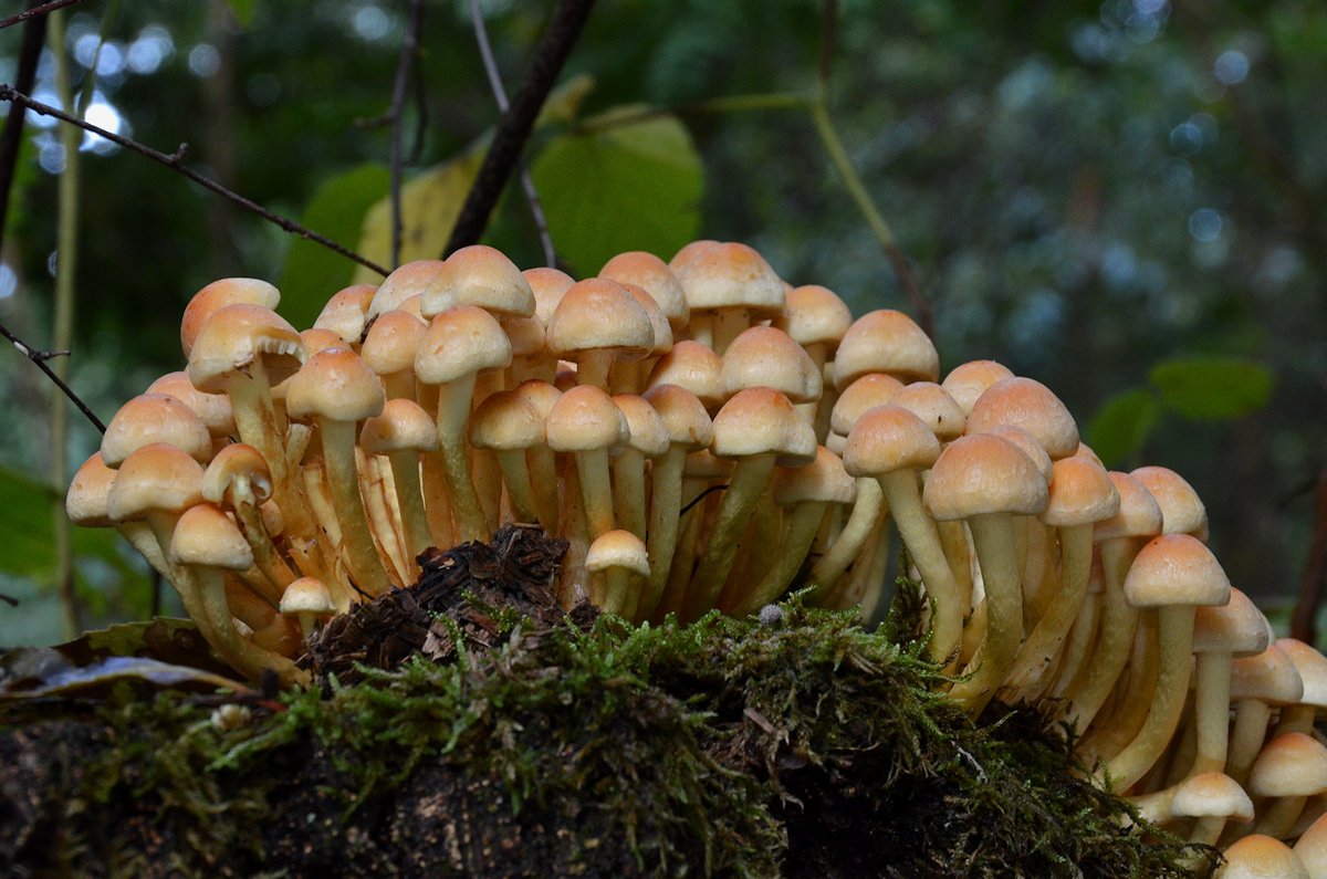 Hypholoma_fasciculare006.jpg