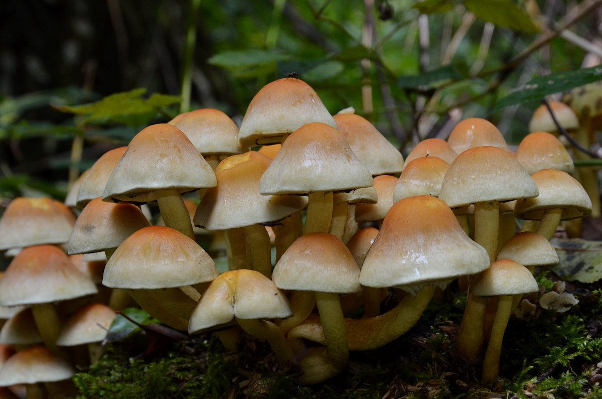 Hypholoma_fasciculare007.jpg