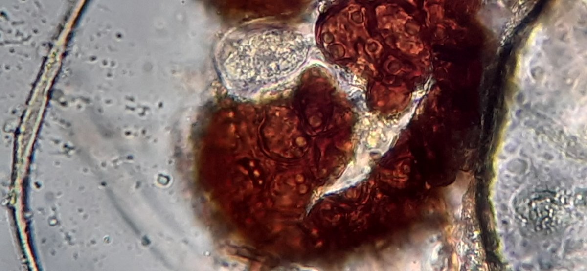 Fruchtkörper Oberfläche