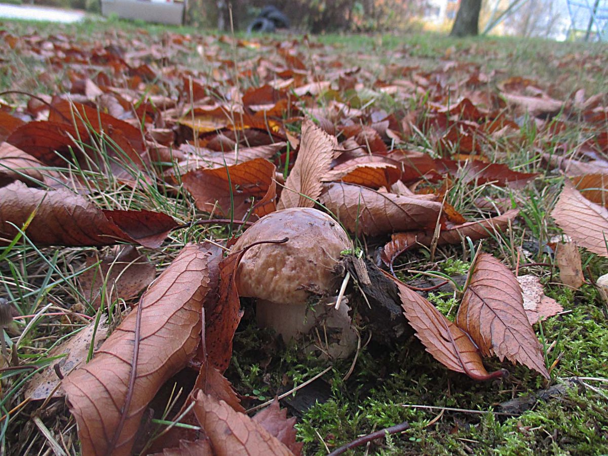 Boletus edulis.jpg