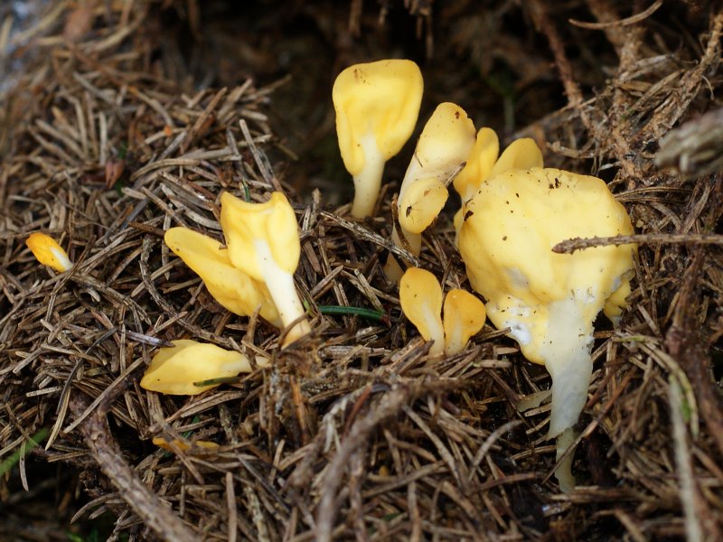 2009-09-22 #9856-f Dottergelber Spateling Spathularia flavida.jpg