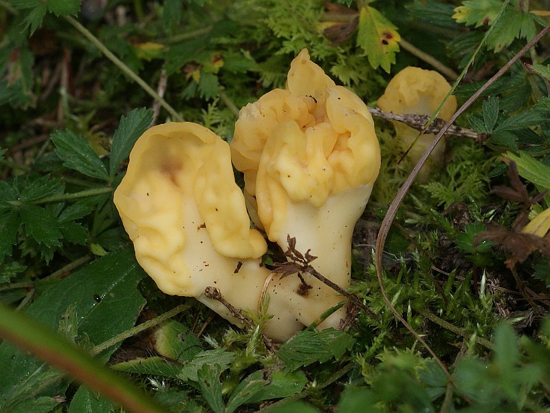 2009-09-22 #9857-f Dottergelber Spateling Spathularia flavida.jpg