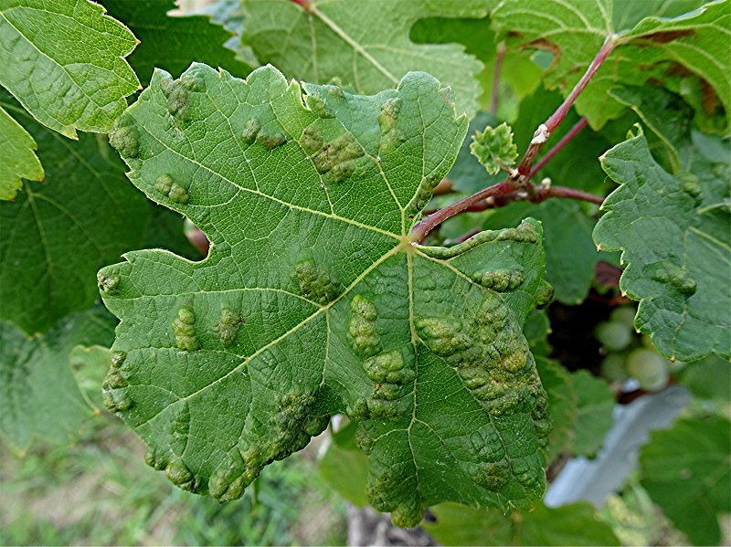 DSC00349 Rebenpocken-Gallmilbe, Colomerus vitis, Ausschnitt, Helligkeit, Schärfe, klein.jpg