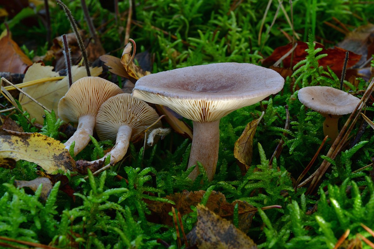 Lactarius_glyciosmus.jpg