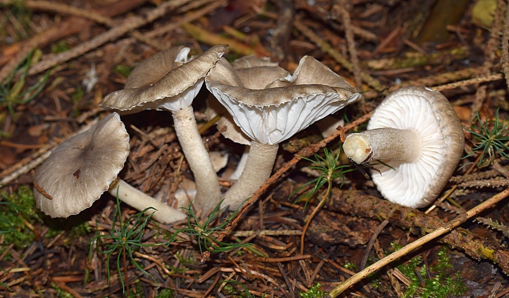 Hygrophorus pustulatus