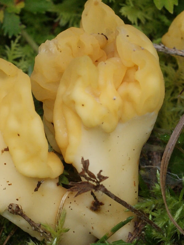 2009-09-22 #9857-0 Gelber Spateling_g(Ausschnitt).jpg