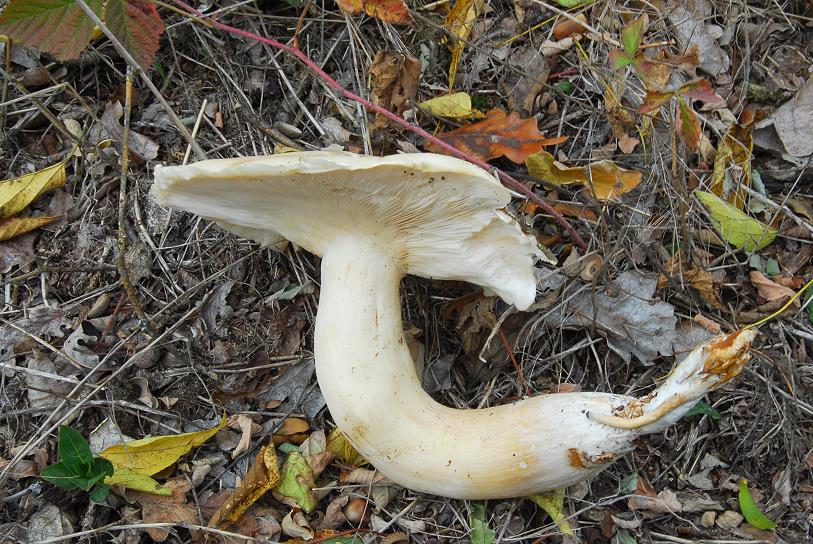 Hypsizygus ulmarius = Lyophyllum ulmarium ( Bulliard 1791: Fries 1821 ) Kühner 1938