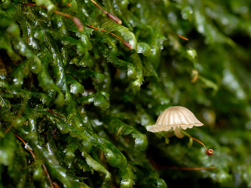 DSC_4993 scal 800.jpg