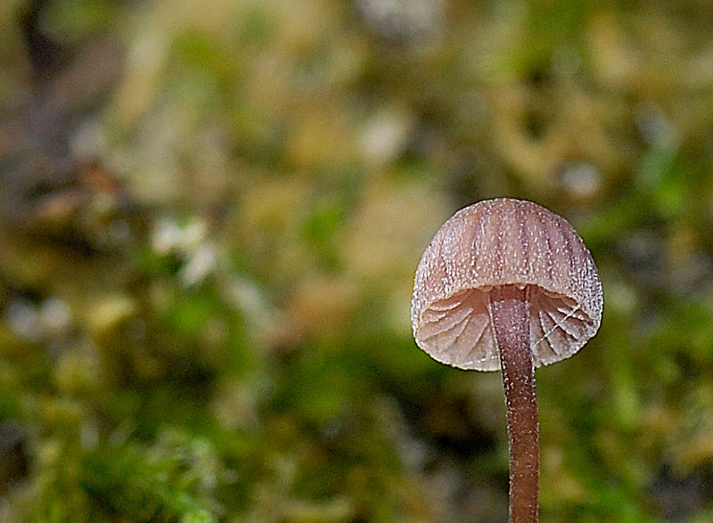 DSC_4983 scal800.jpg