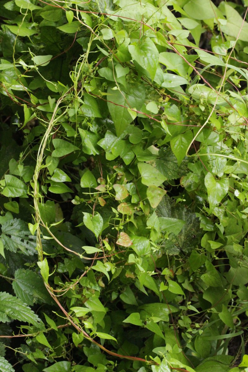 Harpener Bachtal-0001.jpg