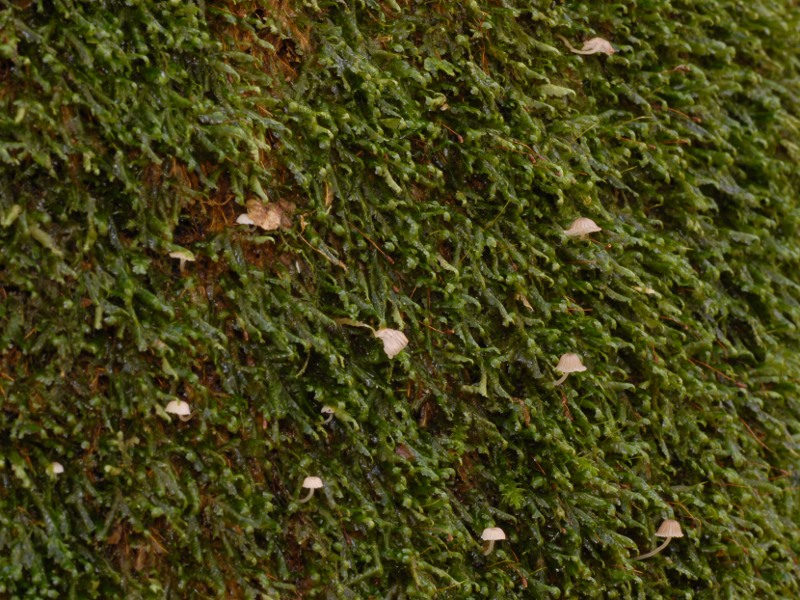 DSC_4989 scal800 .JPG