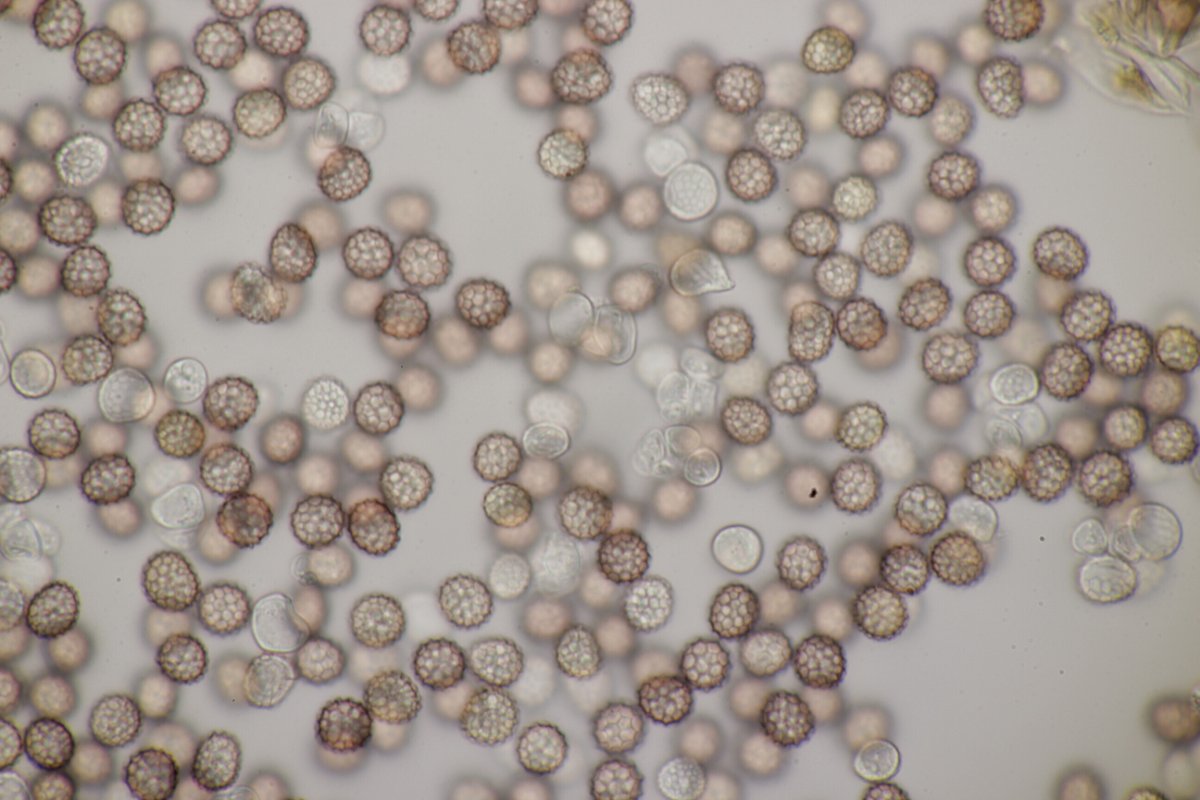 Harpener Bachtal-0067.jpg