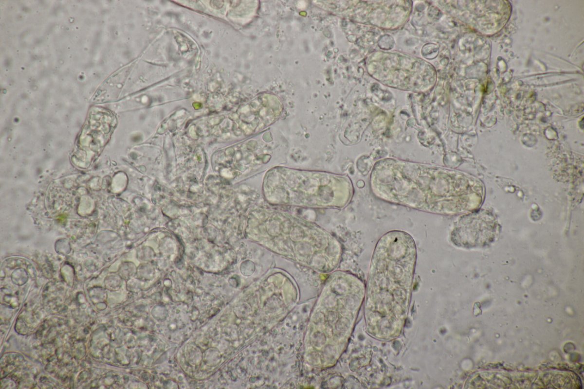 Harpener Bachtal-0042.jpg