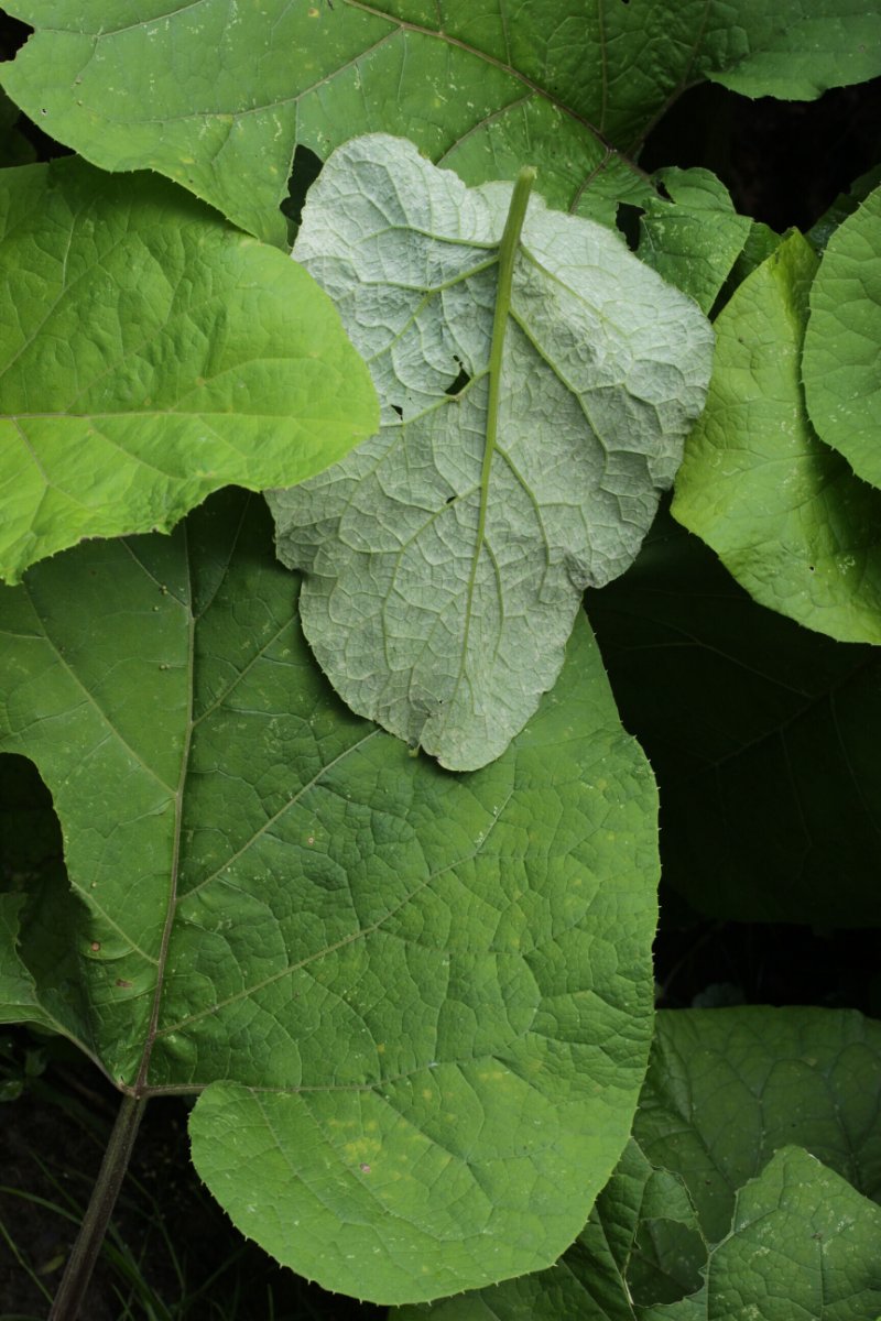 Harpener Bachtal-0014.jpg