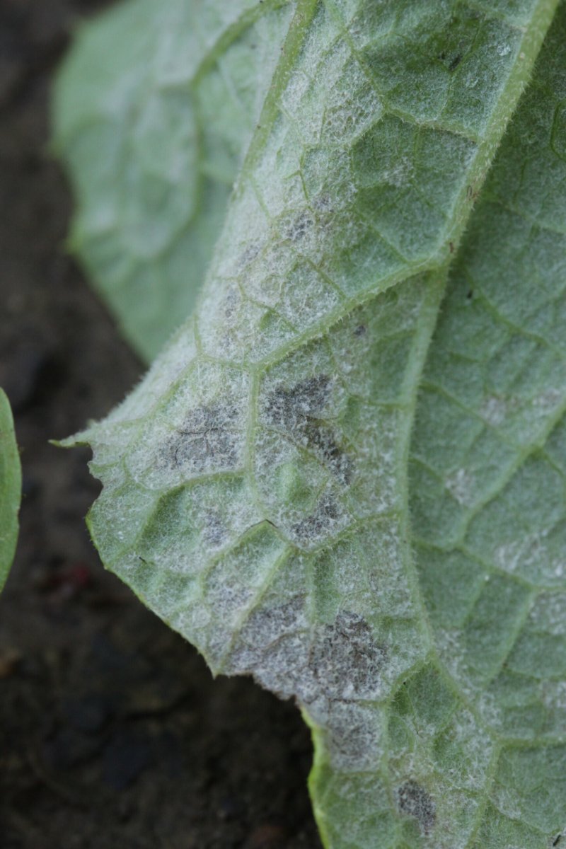 Harpener Bachtal-0017.jpg