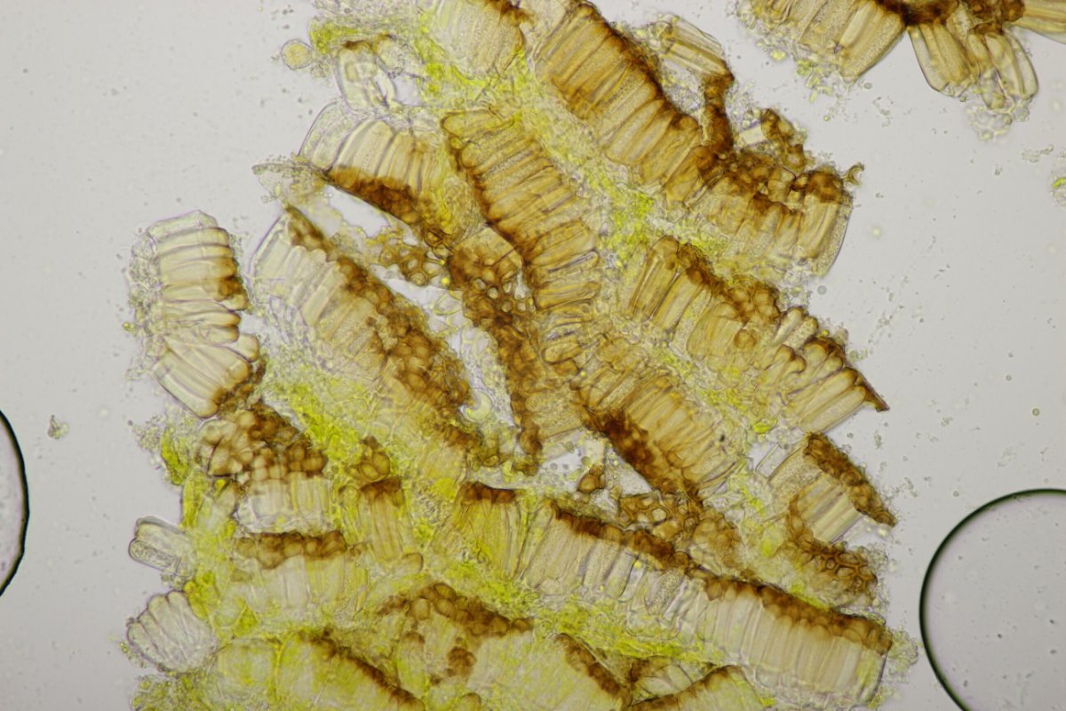 Harpener Bachtal-0044.jpg