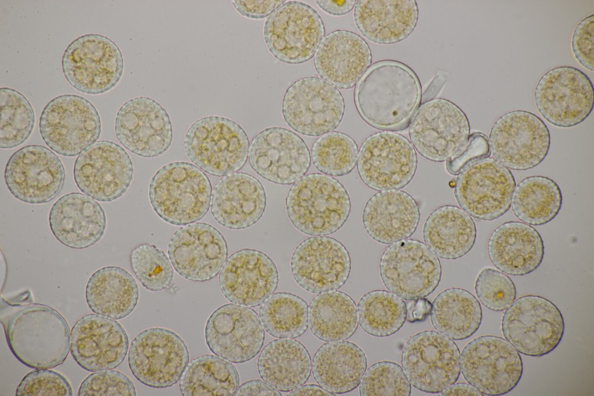 Harpener Bachtal-0049.jpg