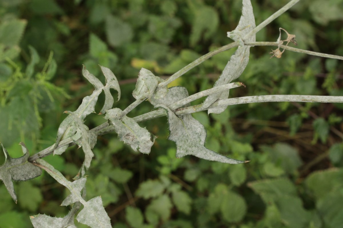 Stadtwald Duisburg-0005.jpg