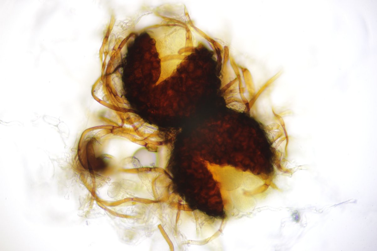 Stadtwald Duisburg-0040.jpg