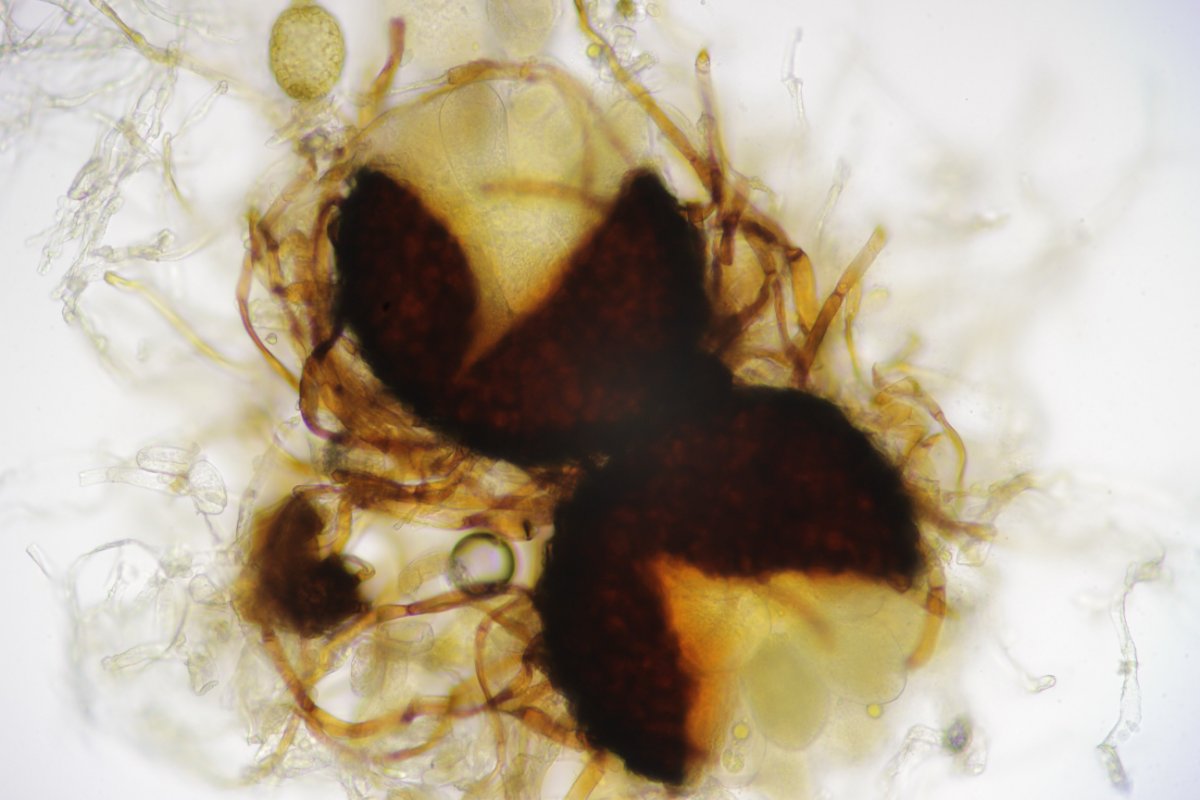 Stadtwald Duisburg-0042.jpg