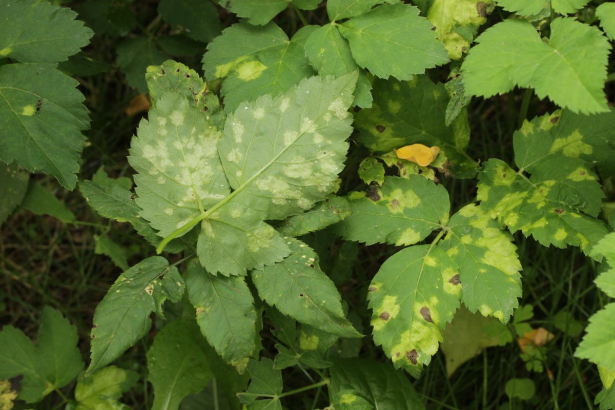 Stadtwald Duisburg-0007.jpg