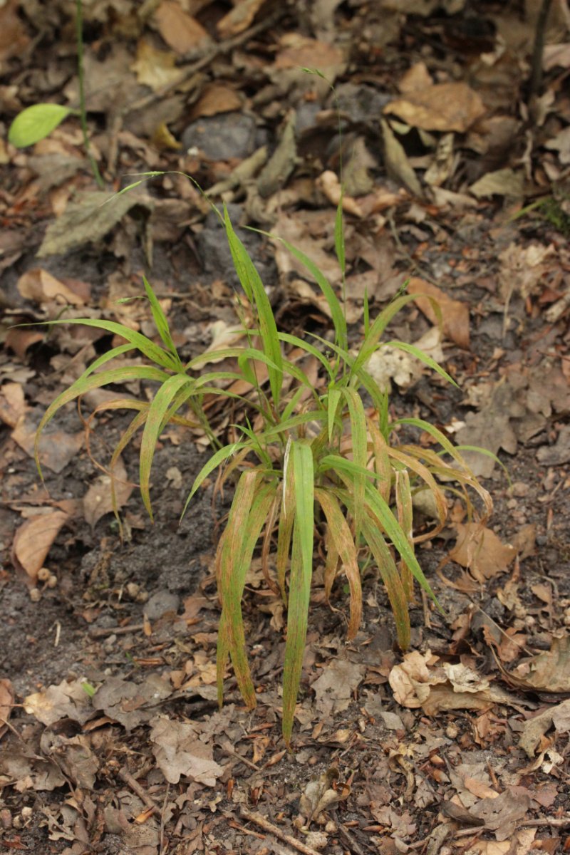 Stadtwald Duisburg-0015.jpg