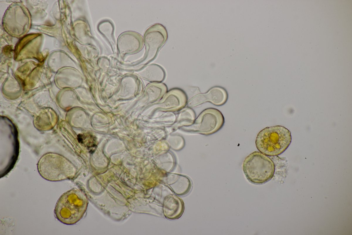 Stadtwald Duisburg-0050.jpg